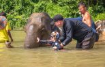 Khao Sok Tour - Elephant bathing experience