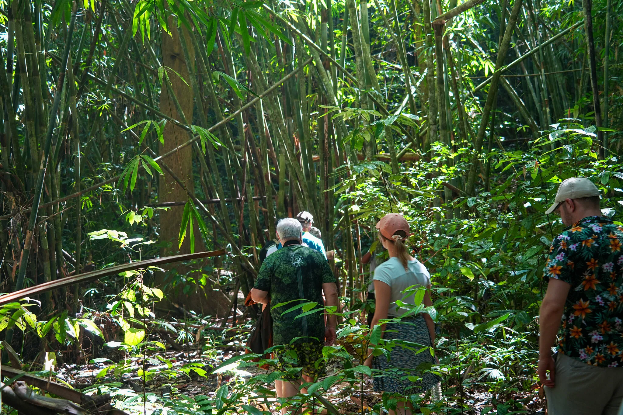 Kleine Gruppe mit Guide im Bambus-Regenwald auf einer Dschungelwanderung am Cheow-Lan-See