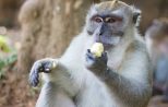 monkey-temple-khao-sok