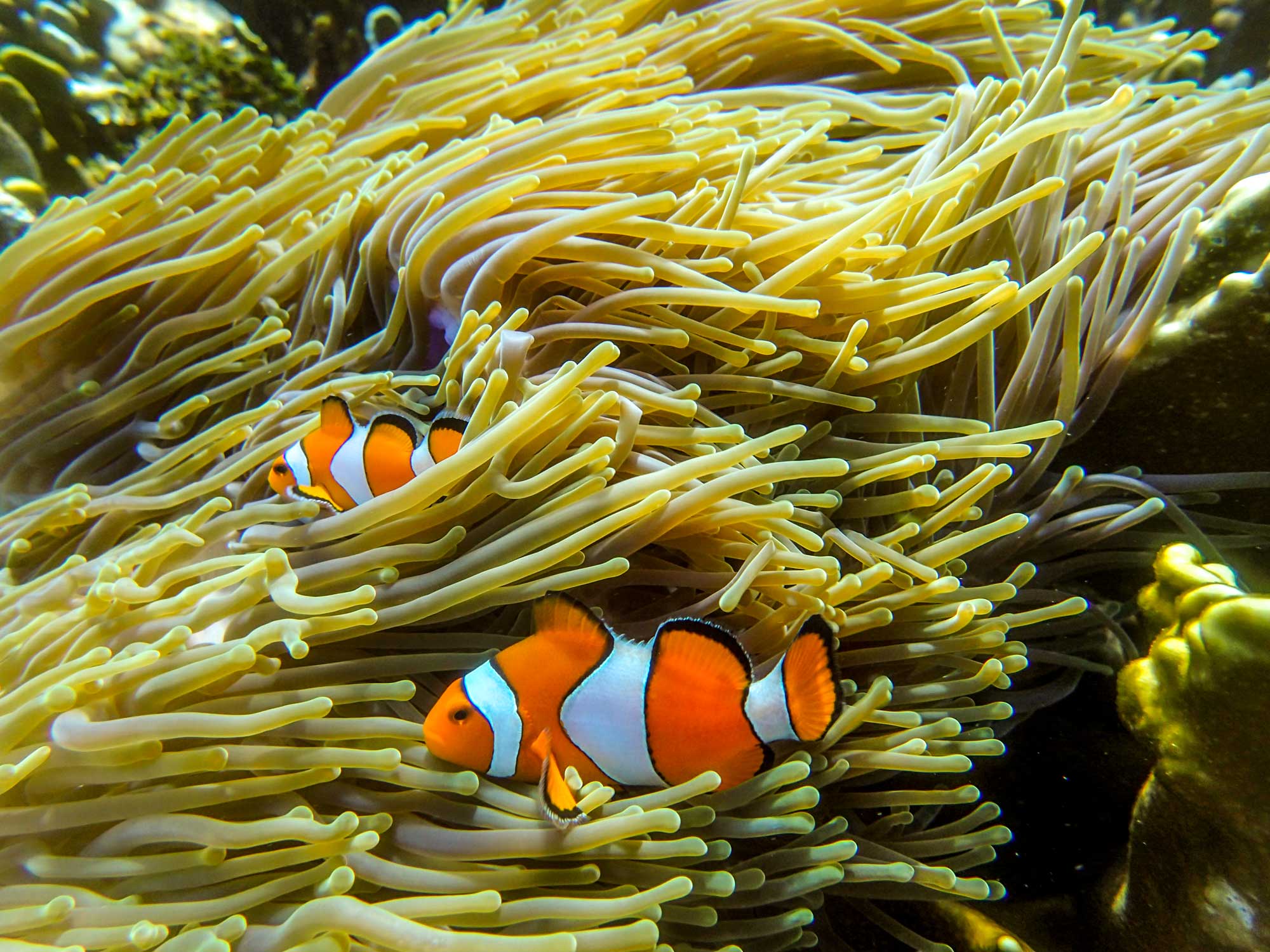 <span><i class="las la-swimmer"></i></span> Second Snorkel Stop