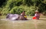 Elephant bathing in a river in Khao Sok National Park