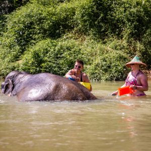 khao sok elephant bathing