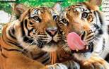 tiger-kingdom-phuket