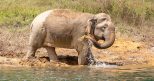 - Asian Elephant