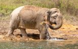 Asian Elephant