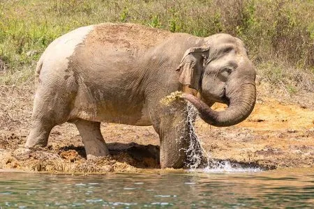 Asian Elephant