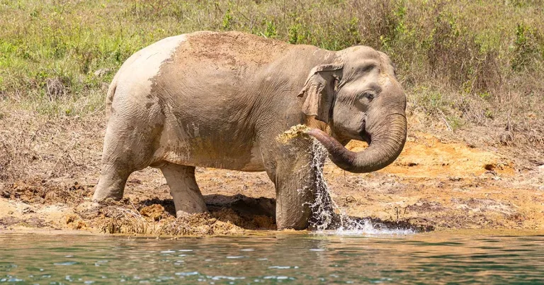 ASIAN ELEPHANT