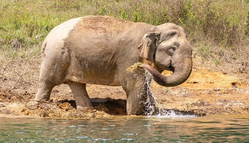 Asian Elephant