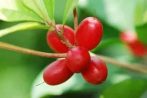 - Miraculin – A Special Berry