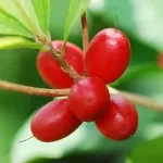 - Miraculin: Wo Kann Ich Die Wunderbeere Kaufen?