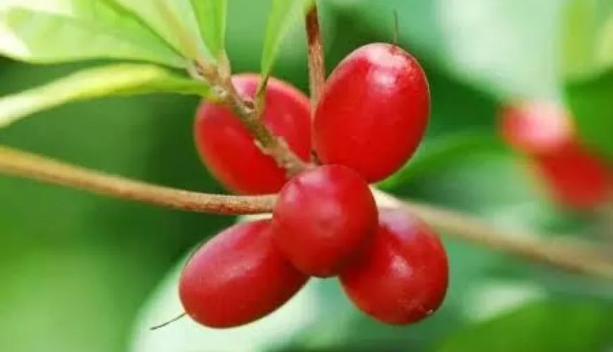 Miraculin – A Special Berry