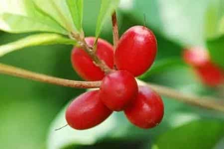 Miraculin – A Special Berry