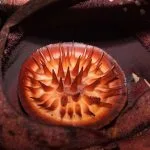 Rafflesia flower