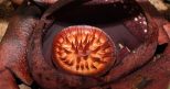 Rafflesia Flower
