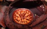 Rafflesia Flower