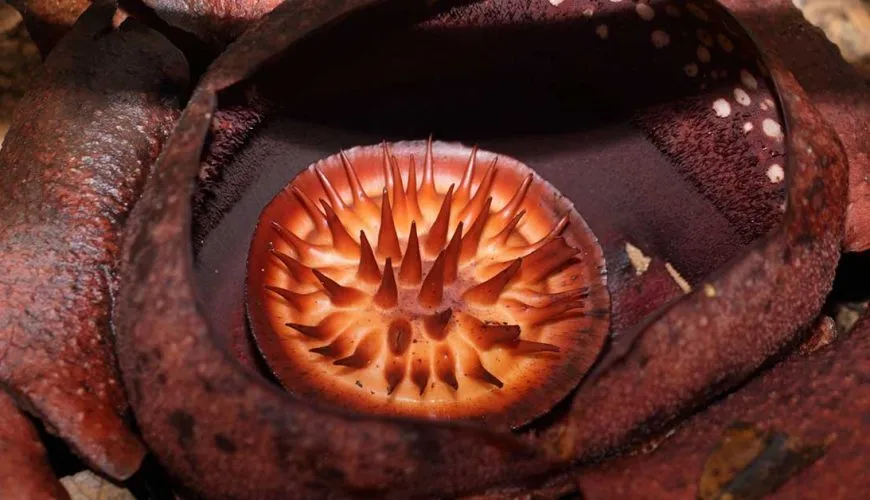 Rafflesia Flower