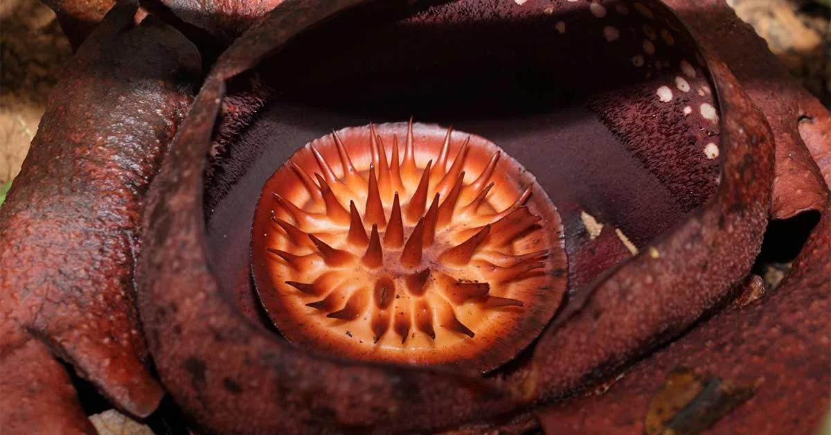 Rafflesia flower