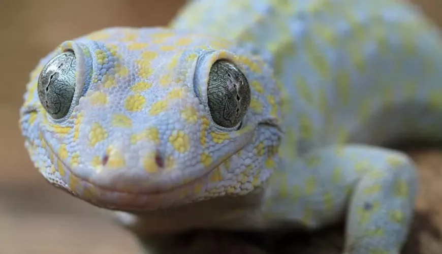 Tokay - Giant Gecko in Asia