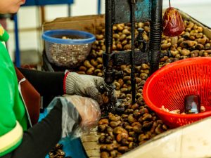 Cashew nut factory display near Phuket
