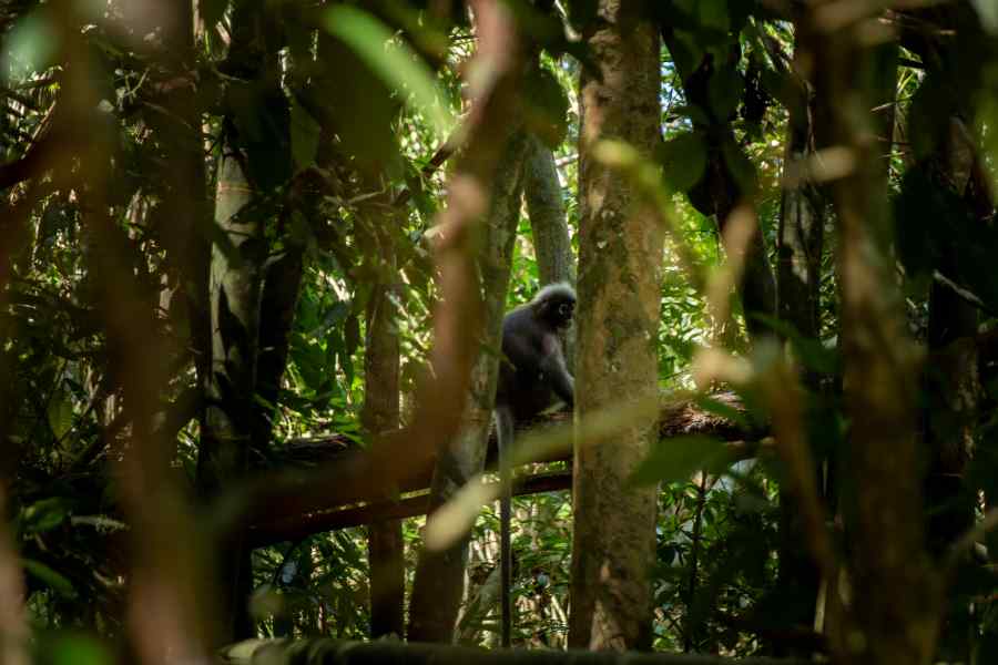 Dusky Leaf Monkey at Khao Sok National Park