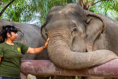 Khao Lak Elefanten baden im Wohlfahrtszentrum