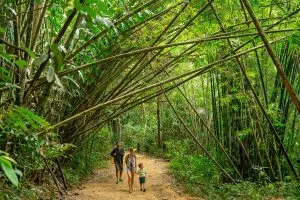 Family walking a jungle trail under an arching bamboo tunnel in Khao Sok National Park, Thailand
