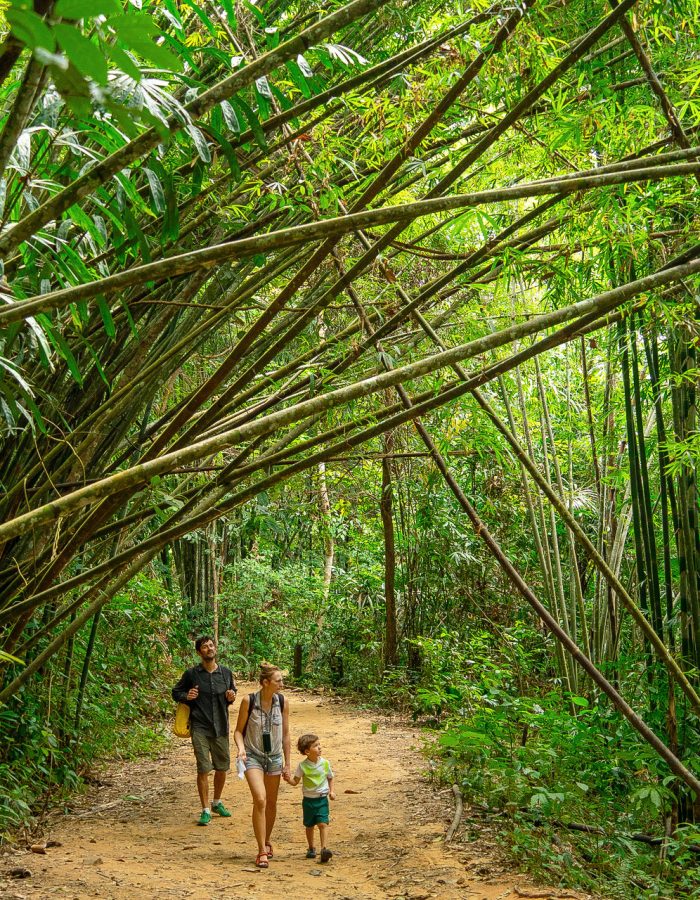Khao Sok National Park Jungle Trekking – Discover The Rainforest