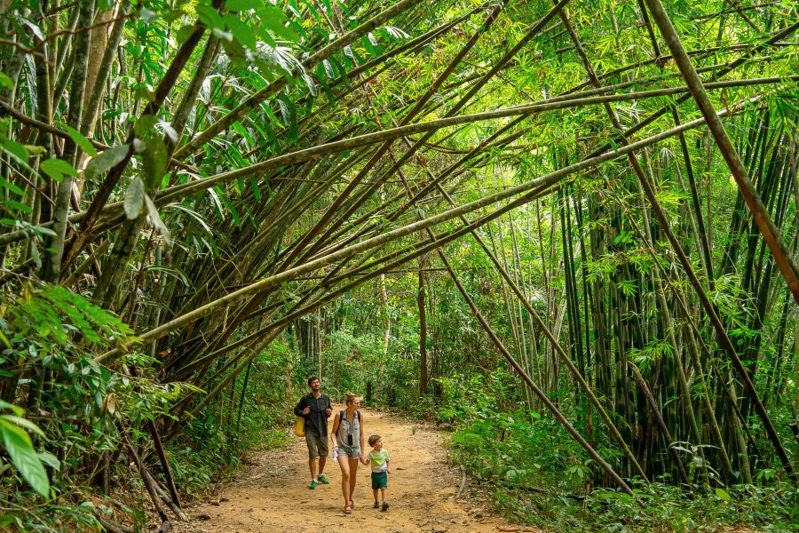 Family walking a jungle trail under an arching bamboo tunnel in Khao Sok National Park, Thailand