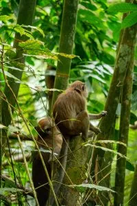 Macaque crabier grimpant le long d'une tige de bambou dans la forêt tropicale de Khao Sok