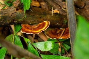 Orange bracket fungus growing on a fallen log beside the Khao Sok jungle trail