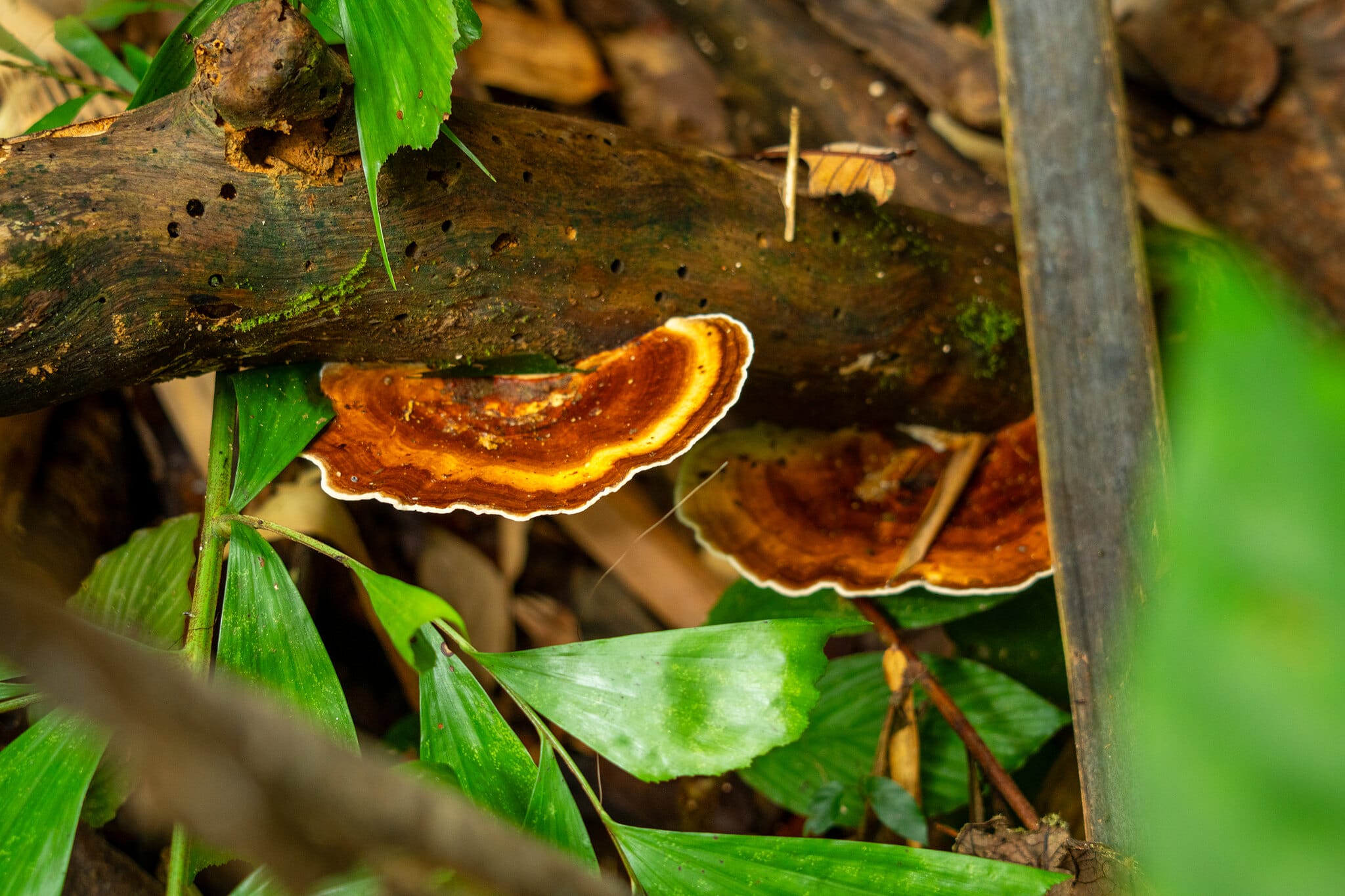 Orange bracket fungus growing on a fallen log beside the Khao Sok jungle trail