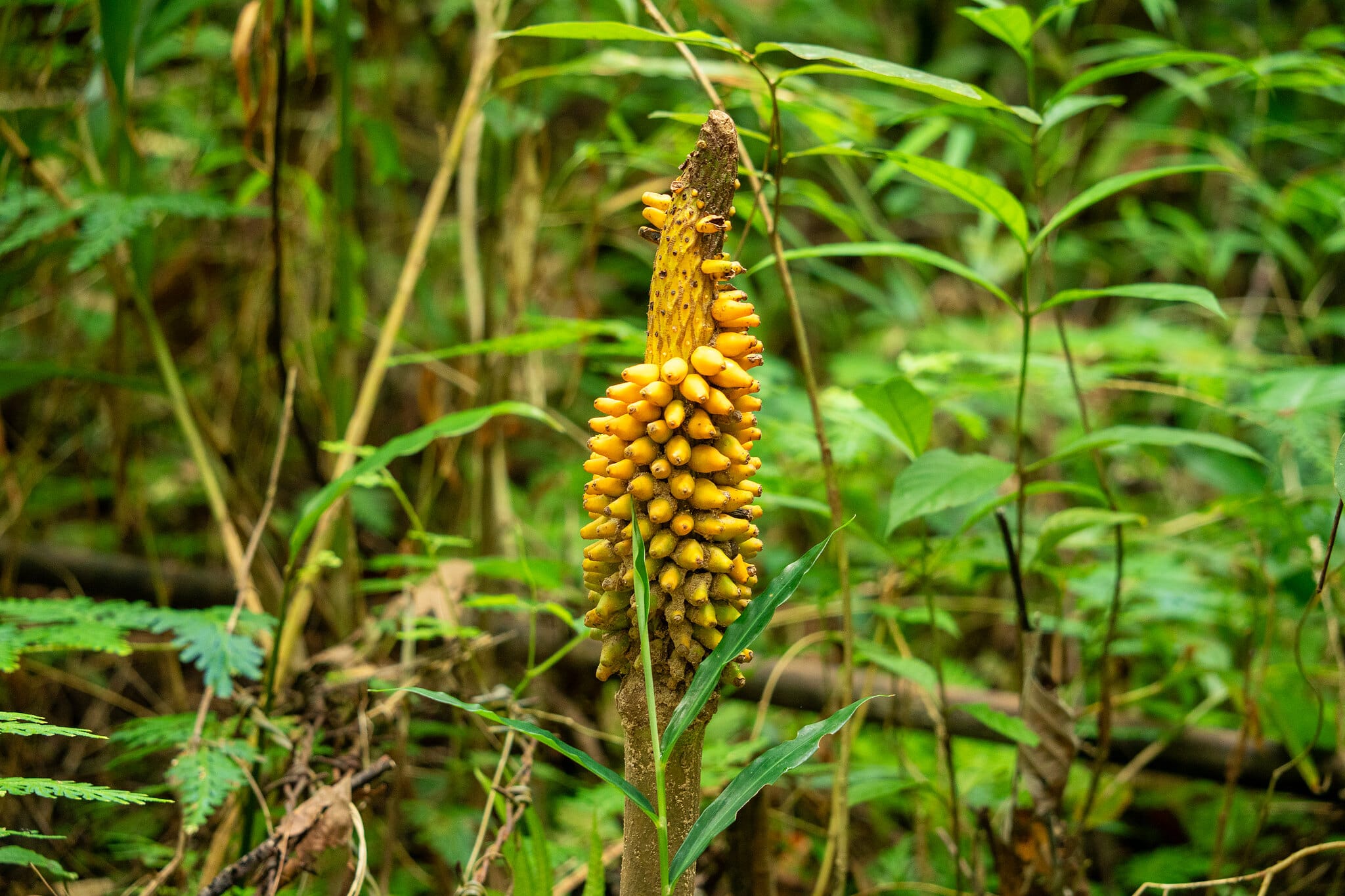Yellow fruiting plant spike in the rainforest undergrowth of Khao Sok National Park