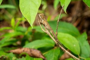 Forest lizard perched on a thin branch among green leaves in Khao Sok National Park
