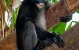 Dusky leaf monkey on The way of Khao Sok National Park