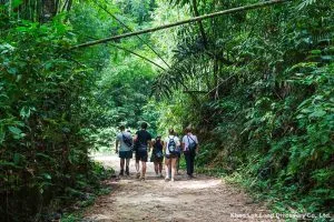 Trekking dans la jungle du parc national de Khao Sok