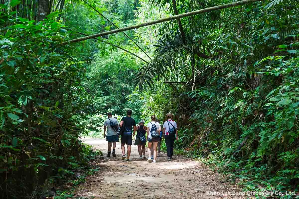 Jungle trekking at Khao Sok National Park