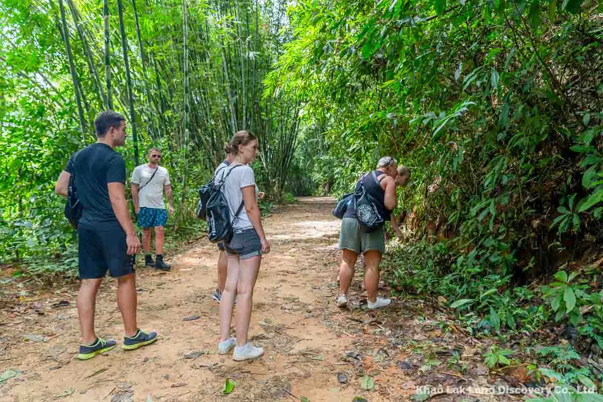 Khao Sok Jungle trekking