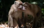 Lovely wild monkey on the ways of Khao Sok jungle walk trails