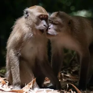 Lovely wild monkey on the ways of Khao Sok jungle walk trails