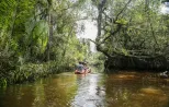 Venture-into-the-heart-of-Little-amazon-mangroves-forest