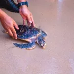 Khao Lak Turtle Festival