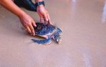 Khao Lak Turtle Festival