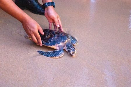 Turtle Conservation Festival in Khao Lak: Celebrate and Support Marine Life