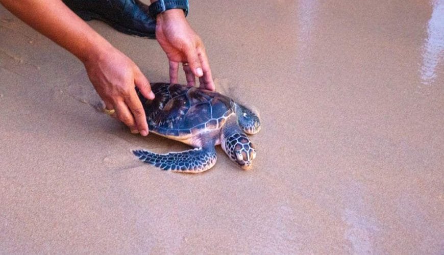 Khao Lak Turtle Festival