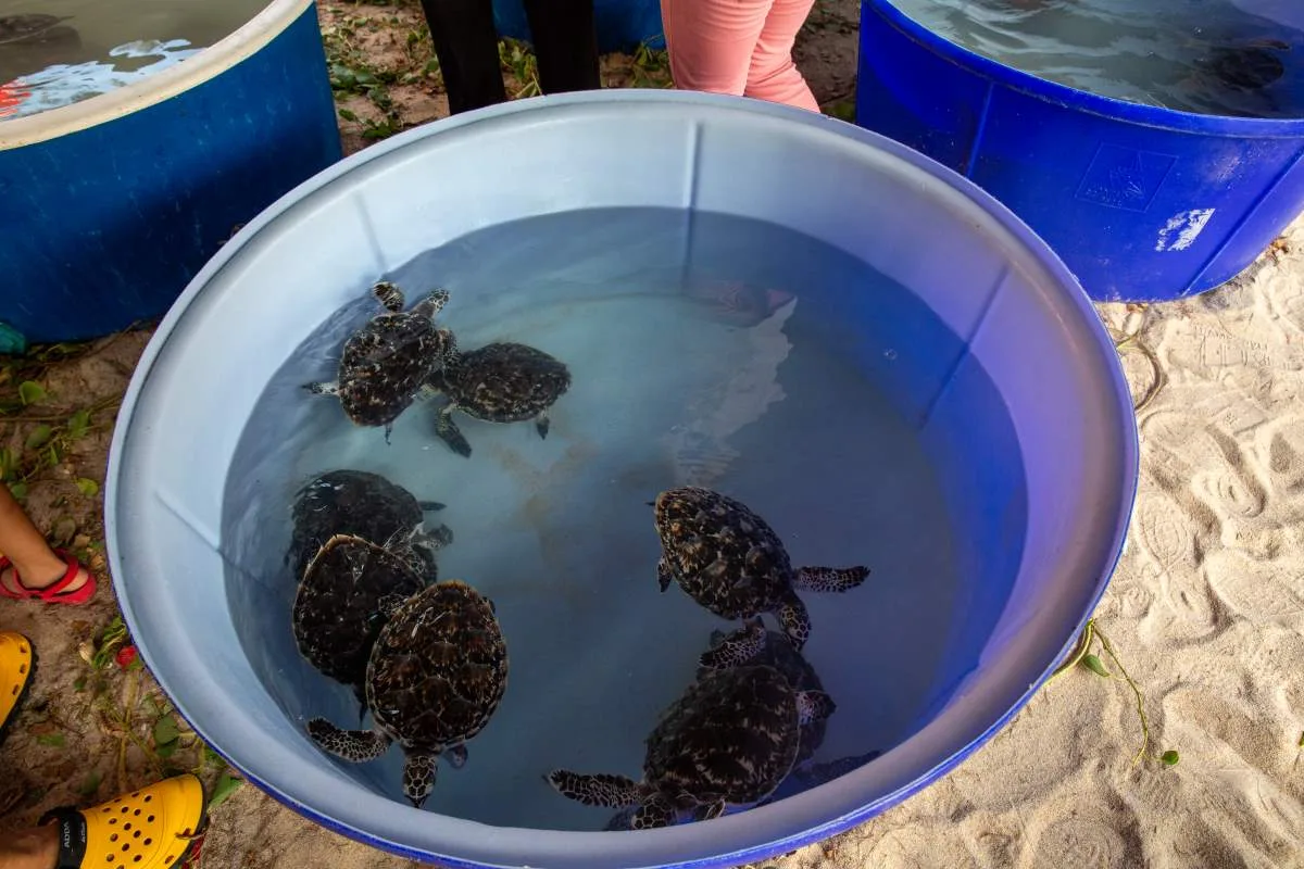 Khao Lak Turtle Festival - Supporting Turtle Conservation Efforts​