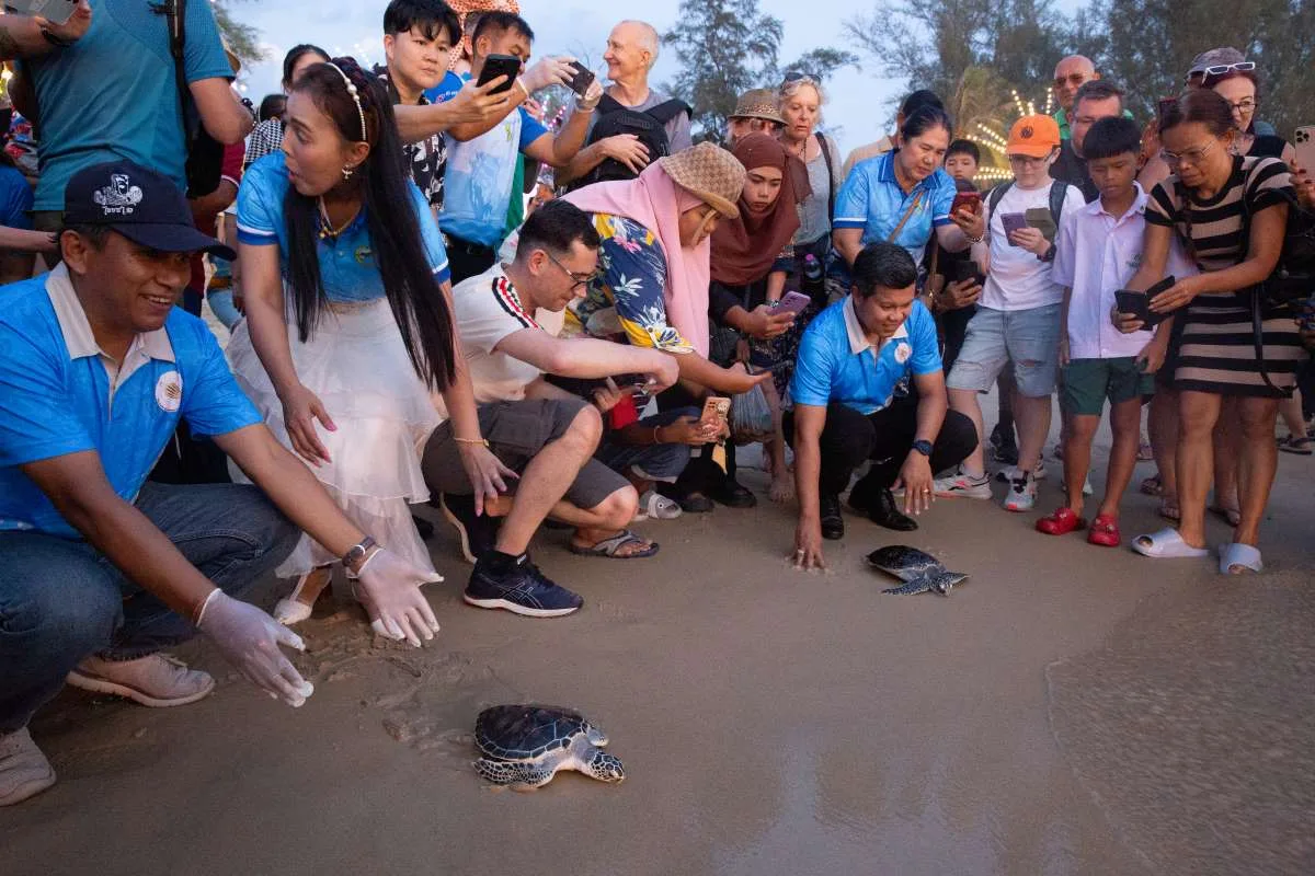 Turtle Conservation Festival In Khao Lak: Celebrate And Support Marine Life - Releasing Turtles Back To The Wild Releasing Turtles Back To The Wild