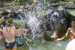 Elephant Bath Khao Lak — Ethical Half-Day Tour