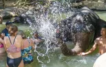 Khao Lak elephant bath — bathing a rescued elephant at an ethical camp