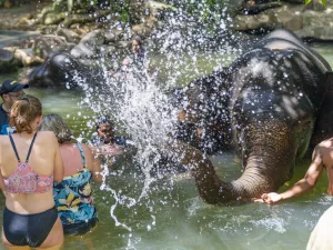 Elephant Bath Khao Lak
