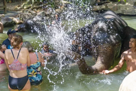 Khao Lak Elephant bathing at Welfare center